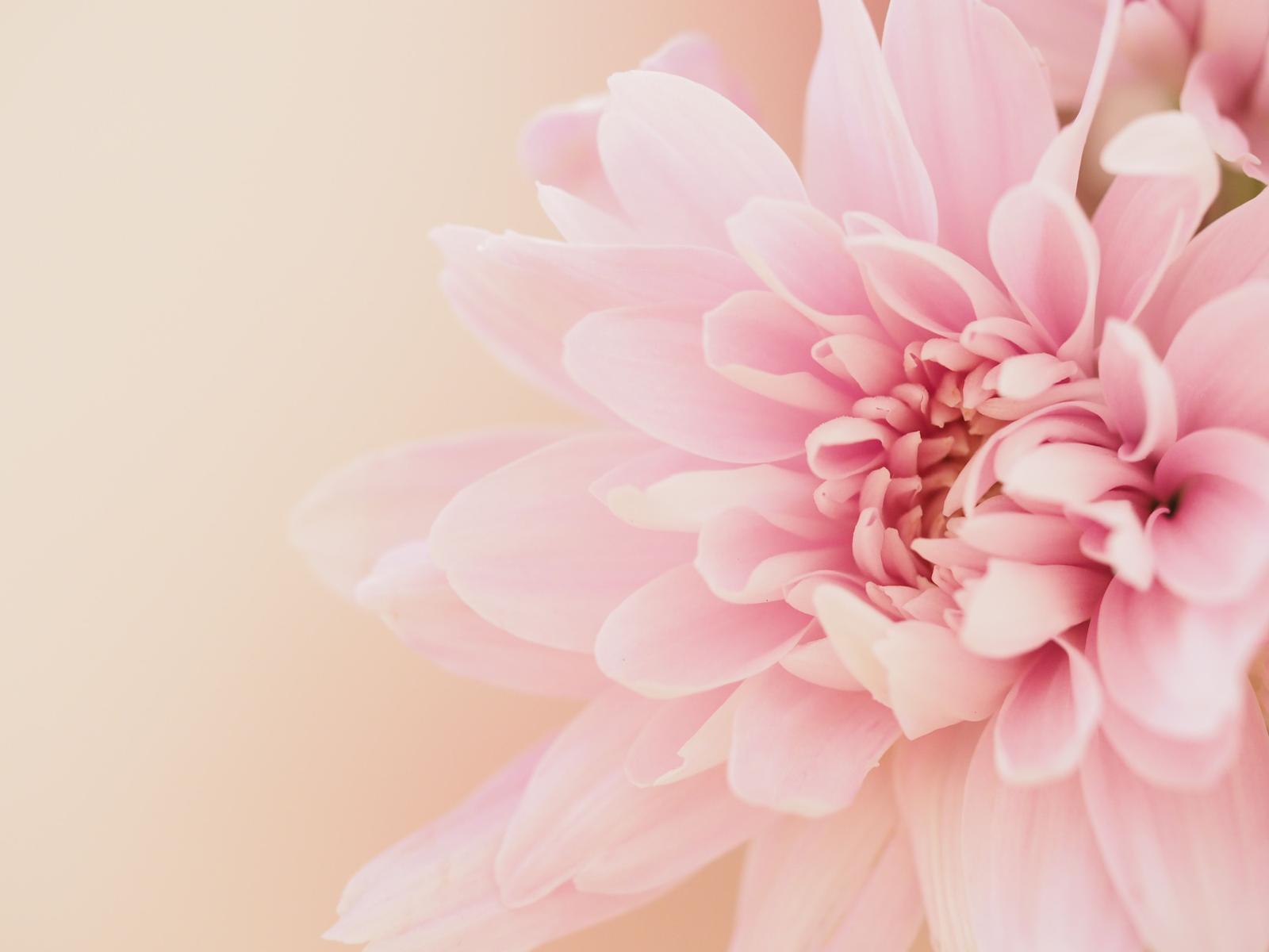 KS Beauty Naturkosmetik – zarte rosa Blüte
